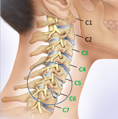 boyun anatomisi